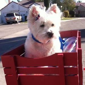 Meet your Posher, Patty